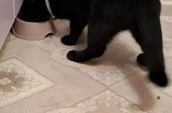 Найдена кошка, Йошкар-Ола, фото: Найден черный кот, ул. Чернякова, 7А