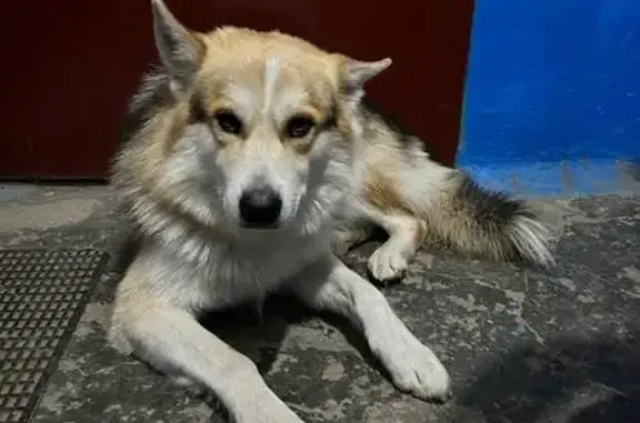 Найденные животные Челябинск, фото: Собака найдена: Мебельная ул., 88, Челябинск