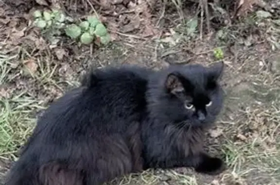 Найдена кошка, Санкт-Петербург, фото: Кот найден у Среднерогатская 9, СПб