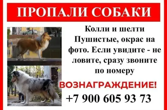 Пропали колли и шелти в Аристово, Рязань