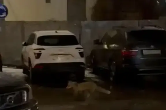 Найденные животные Москва, фото: Лиса с ошейником, 1-й Тульский пер., Москва