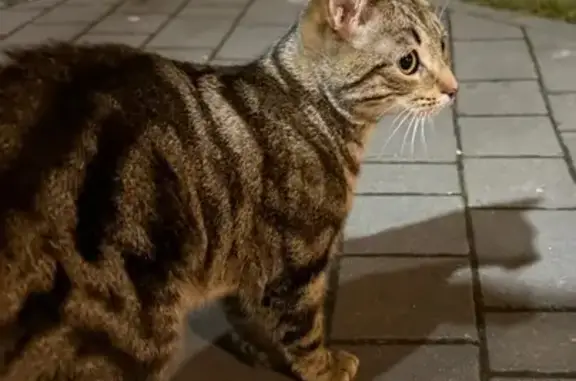 Объявления о пропавших и найденных животных, Калининград, фото: Кошка найдена на Орудийной, 60, Калининград