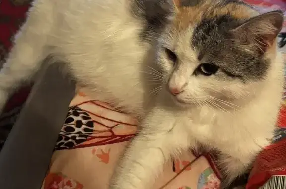 Пропала кошка Белка, Сочи, Кур...