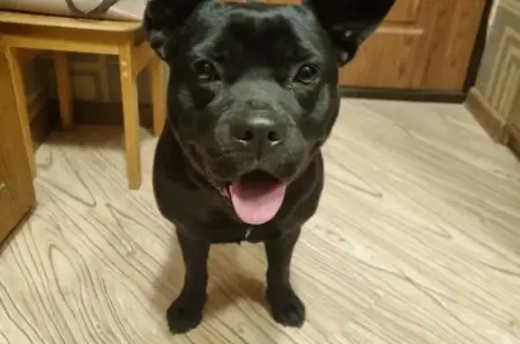 Найдена собака, Ростов-на-Дону, фото: Собака найдена на пл. Карла Маркса, Ростов