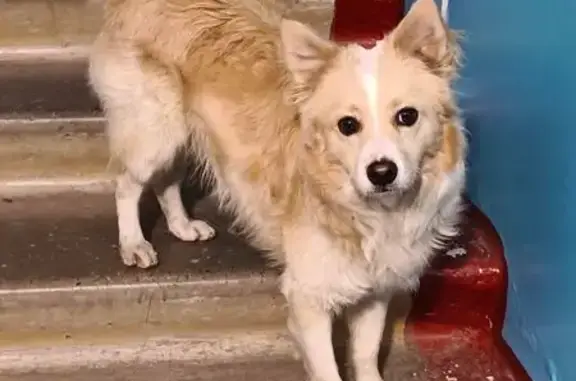 Найдена собака, Краснодар, фото: Найдена собака, ул. Благоева, 20, Краснодар