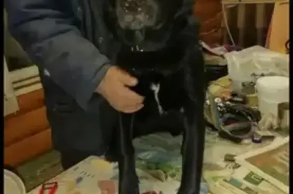 Найдена собака, Полушкино, фото: Найден кобель, 46Н-07199, Полушкино