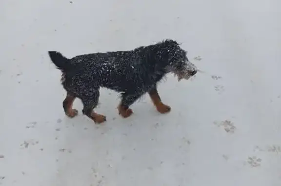 Объявления о пропавших и найденных животных, Першинское, фото: Терьер найден: 41, Першинское сп.