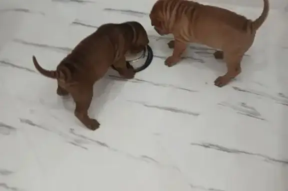 Потерянные животные Красногорняцкий, фото: Пропала собака, ул. Борзик, 29