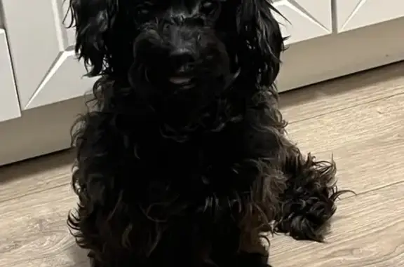 Найдена собака, Столбовая, фото: Собака найдена: 58, Столбовая