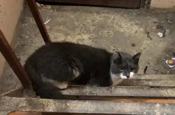 Найдена кошка, Санкт-Петербург, фото: Кошка найдена на Будапештской 23 к4