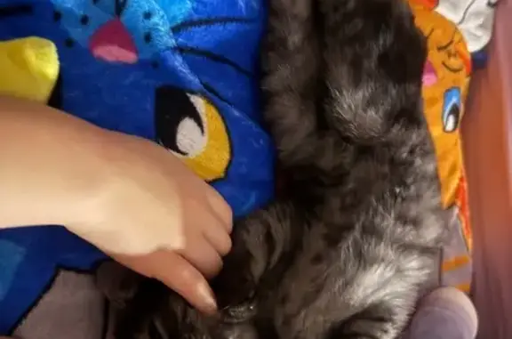 Найденные животные Люберцы, фото: Котёнок найден у дома: пр. Гагарина, 23