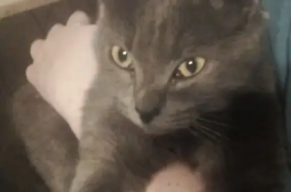 Кошка найдена на Московской ул...