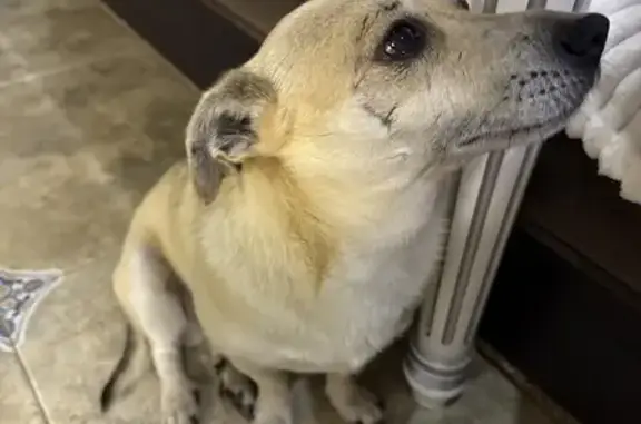 Собака найдена на Очистной ул., 18, Таганрог