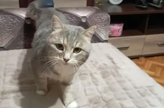 Найдена кошка, Ладушкин, фото: Кошка найдена: Балтийская ул., Ладушкин