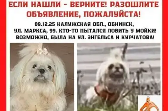 Пропала собака на пр. Маркса, 98, Обнинск