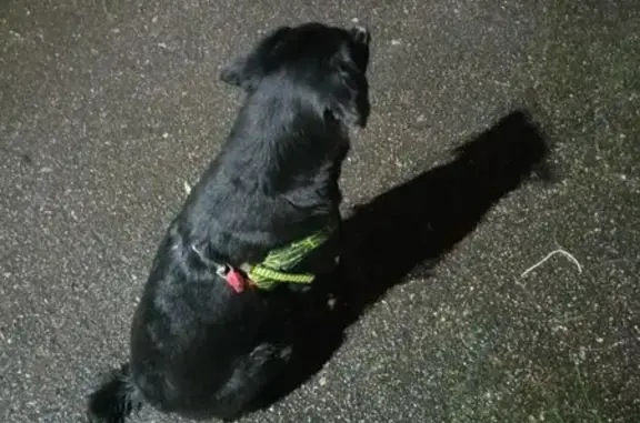 Найдена собака, ул. Химиков 9А...