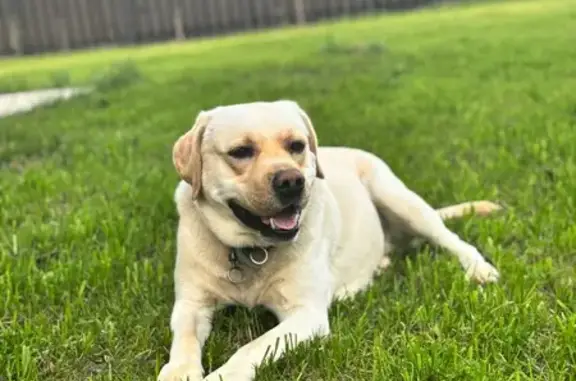 Пропала собака, Микряково, Марий Эл