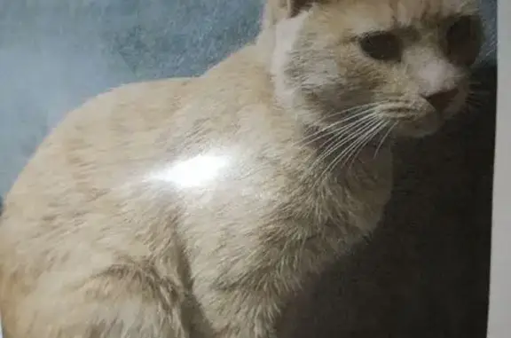 Найдена кошка, ул. Ленина 32,...