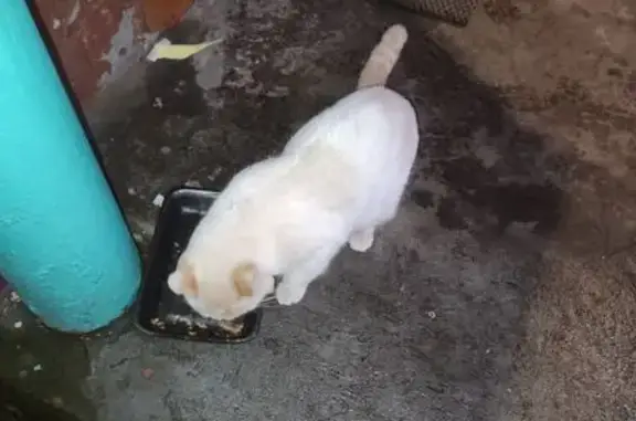 Кот ищет дом: Южный проспект,...