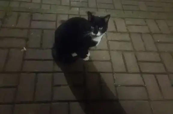 Кошка найдена, Тихорецкая 13,...