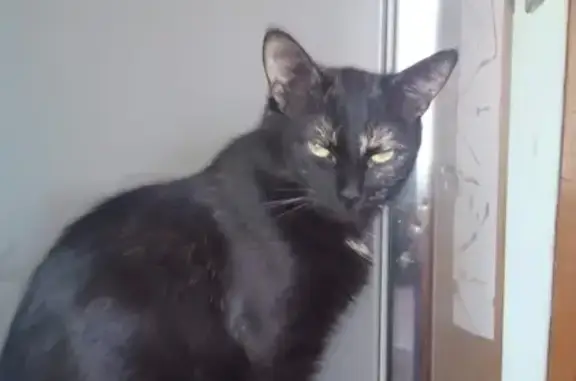 Пропала кошка, Мытищи, МО