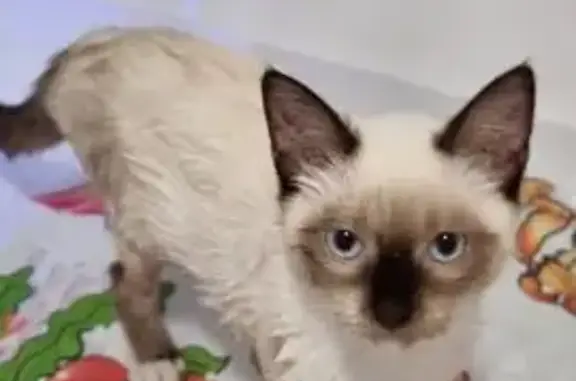 Пропала кошка, Тверецкий проезд 5А