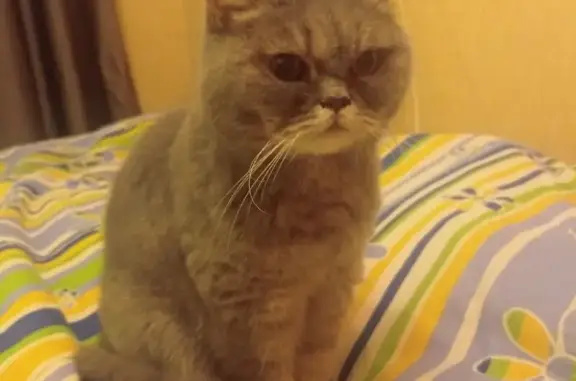 Найдена кошка, ул. Удальцова,...