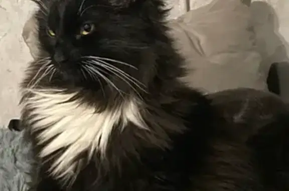 Пропала черная кошка, 103Ж Картино