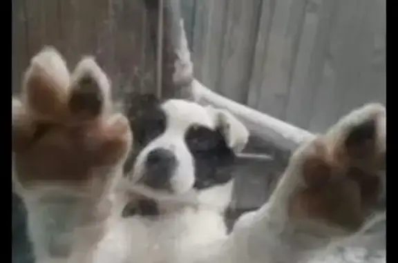 Собаки потеряшки, Казань, фото: Потеряшка собака, ул. Мечтателей, 14/2, Казань