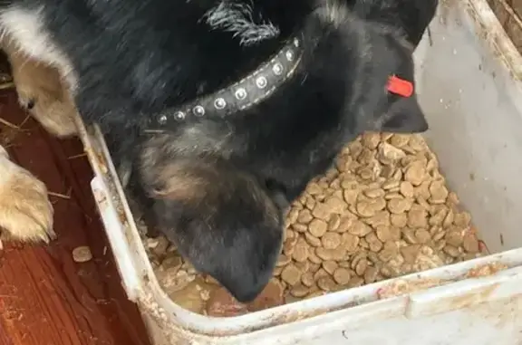 Собака найдена у с/к Олимпия,...