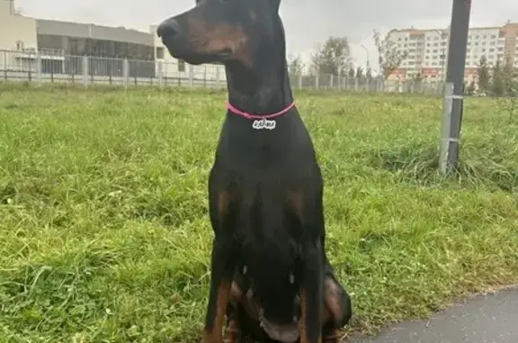 Пропала собака, Ленинградская ул., Петрозаводск