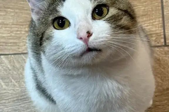 Пропала кошка, п. им. Либкнехт...