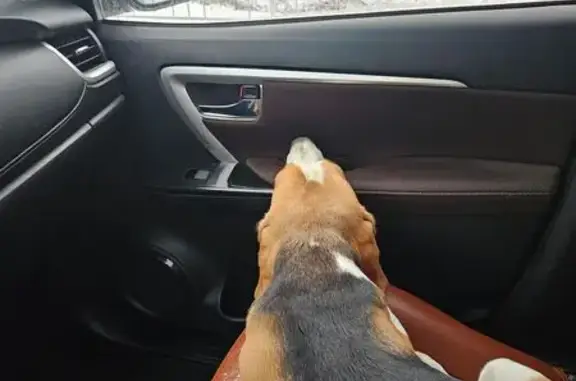 Пропала собака, Лобачевского 38, Москва