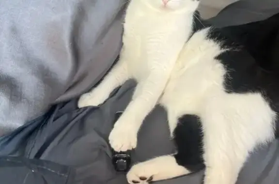 Пропала кошка, Парковая ул., Лыткарино