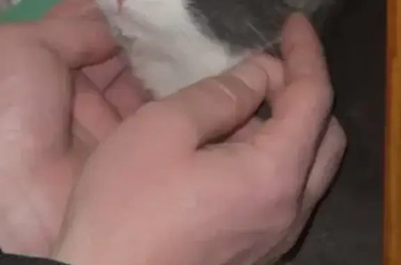 Котенок найден: ул. Пушкина, 7...