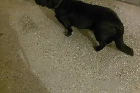 Найденные животные Барнаул, фото: Собака найдена: ул. Островского, 68Е, Барнаул