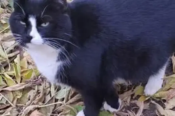 Пропал кот Барсик, Перекопский городок, 21