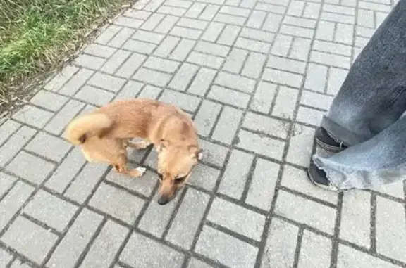 Объявления о пропавших и найденных животных, Калининград, фото: Собака найдена у детсада, Новгородская