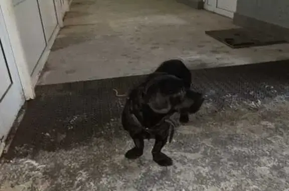 Найденные животные Барнаул, фото: Собака найдена: ул. Кулагина, 26В, Барнаул