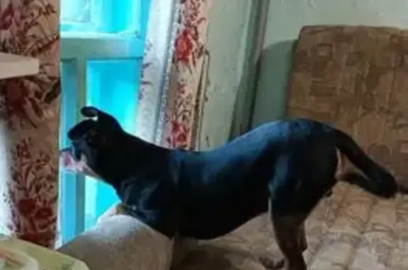 Пропала собака Бася, Стрелочный пер., 9, Томск