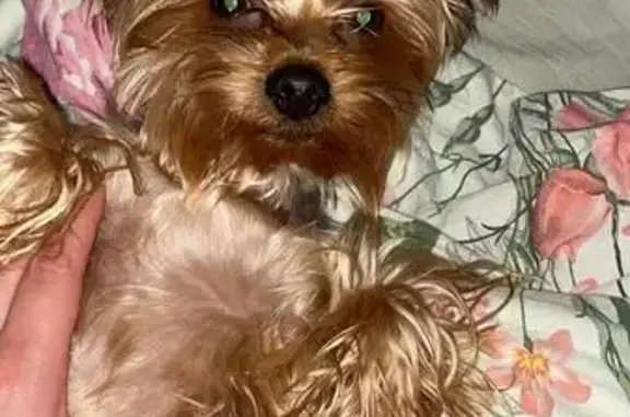 Пропала собака на Коммунаров,...