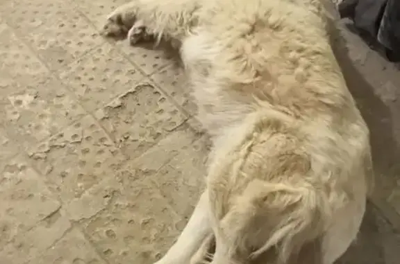 Пропала собака, ул. Коганова 34А, Волгоград