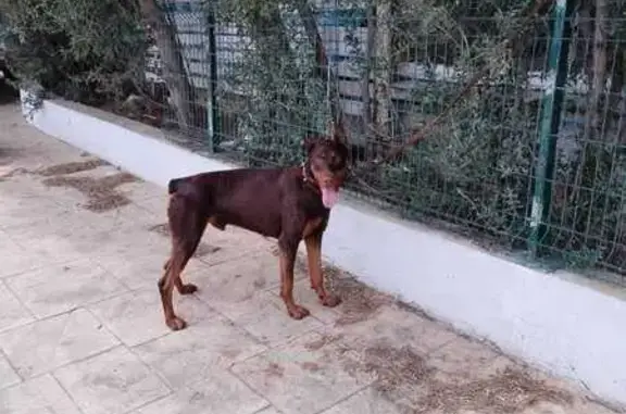 Пропала собака, Аничково 3