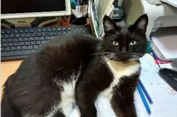 Пропал кот Симон, ул. Шишкова, 16, Тюмень