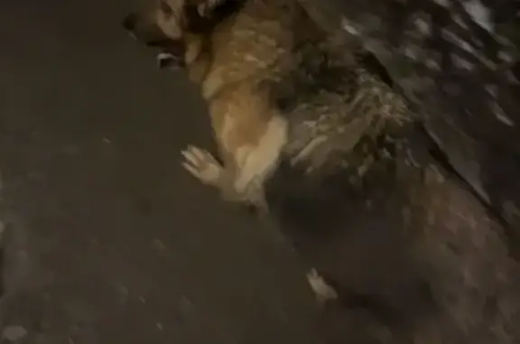 Собака найдена в Поварово, 46Н...