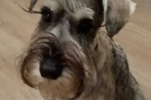 Собаки потеряшки, Владивосток, фото: Потеряшка собака, ул. Щетининой 24, Владивосток