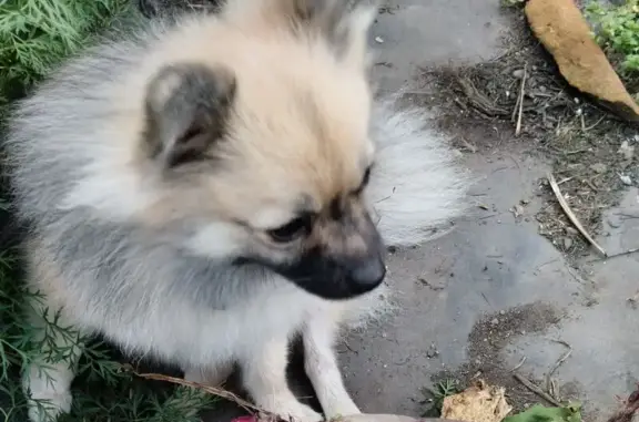 Собаки потеряшки, Роза, фото: Потеряшка собака, Совхозная ул., 34