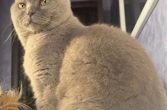 Пропала кошка, ул. Терешковой,...