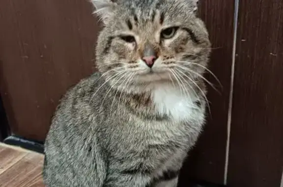 Пропала кошка, ул. Батюшкова, 1, Череповец