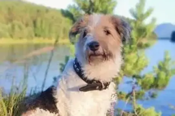 Пропала собака, фокстерьер, Са...